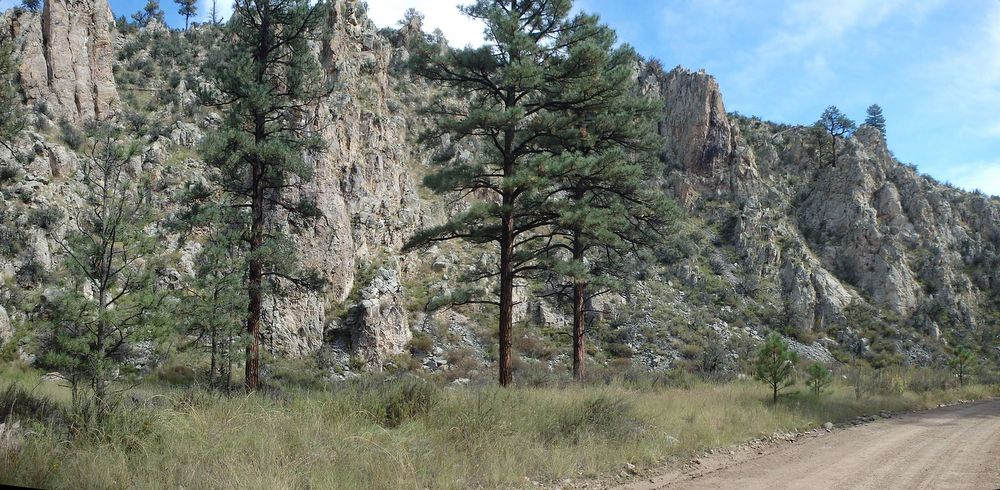 GDMBR: Heading north on NF-28, La Jolla Canyon, Gila NF, NM.